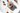 Coconut Roll Dates Variety - Palm Bites® - Naked Dates -
